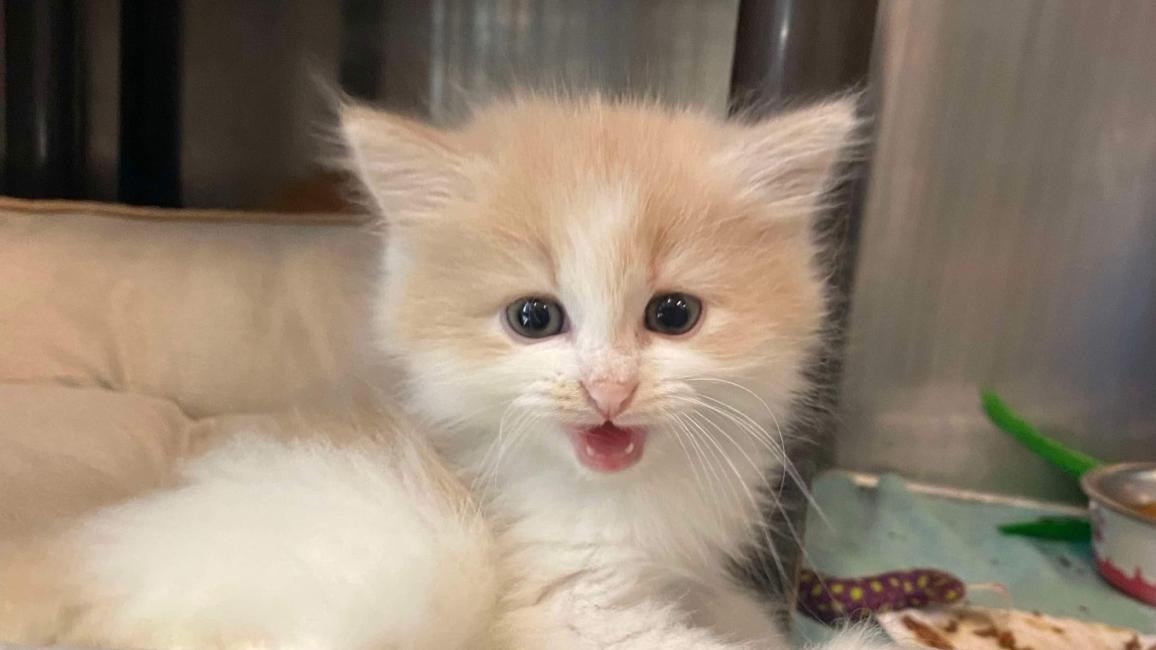 Cream and white kitten lying in a bed and meowing